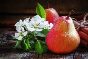 Beskrivelse og karakteristika for Nika-pæresorter, planteskema og pleje