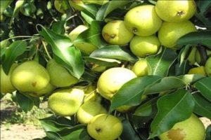 Beschreibung der Skorospelka-Birnensorten aus Michurinsk, Pflanzschema und Pflege