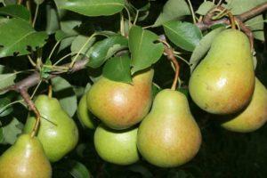 Päärynälajikkeiden kuvaus ja ominaisuudet Rogneda, viljelyominaisuudet