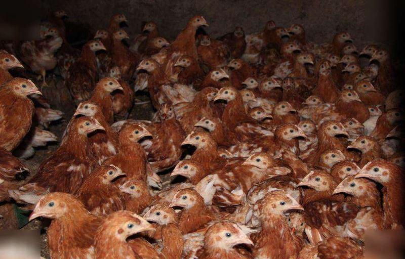 polli da riproduzione