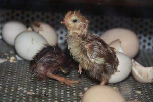 Temperatūra ir drėgmė vištų kiaušinių inkubacijai namuose