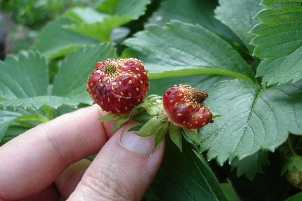 berry with diseases
