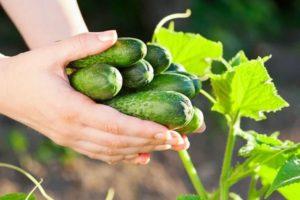TOP 8 måder til effektivt at fjerne bitterhed fra agurker inden pickling