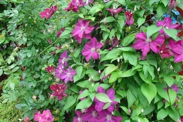 blomstrende clematis