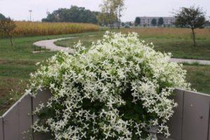 Description of clematis varieties Manchurian, cultivation agricultural technology