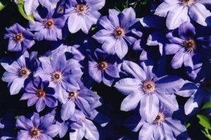 Description and cultivation of clematis hybrid variety Mrs. Cholmondeli