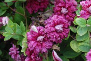 Descrizione della Clematide Purpurea Plena Elegance, in crescita e potatura