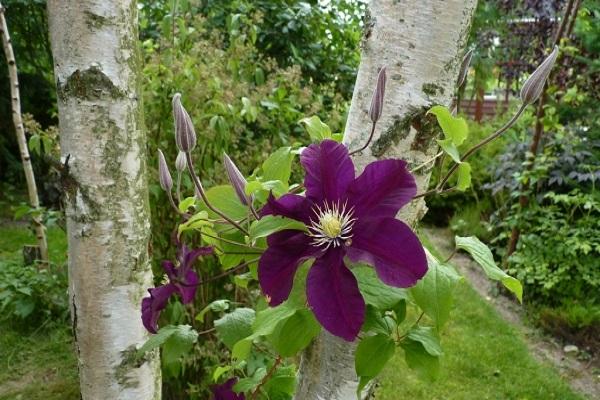 clematis by the tree
