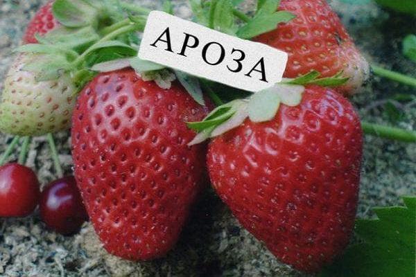 fraise Arosa