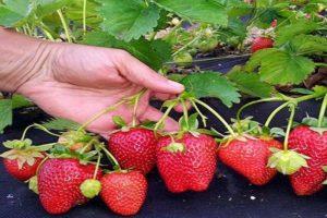 Descripción y características de la variedad de fresa Arosa, tecnología de cultivo