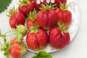 Beskrivelse og karakteristika ved Bohemia jordbær, plantning og pleje