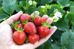 Beskrivelse og karakteristika for jordbærsorten Avis Delight, plantning og pleje