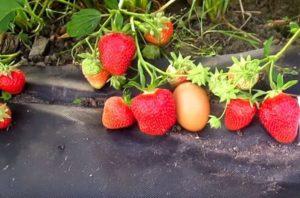 Paglalarawan at mga katangian ng iba't ibang Fleur strawberry, ang mga subtleties ng lumalagong