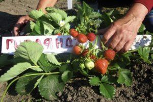 Opis i charakterystyka odmian truskawek Garland, sadzenie i pielęgnacja