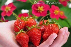 Beschreibung und Eigenschaften der Erdbeersorte Toskana, Anbauregeln