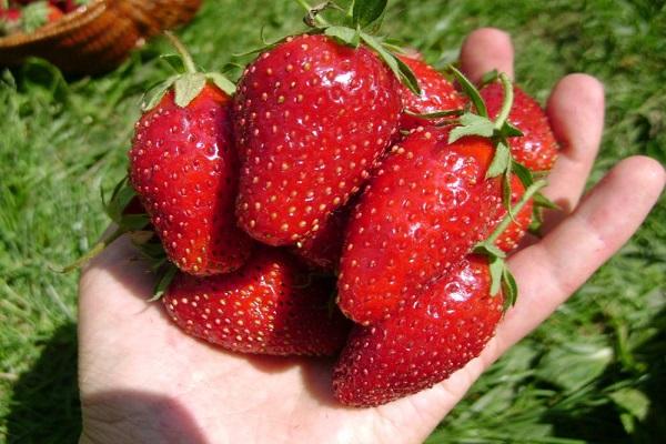 berries in hand