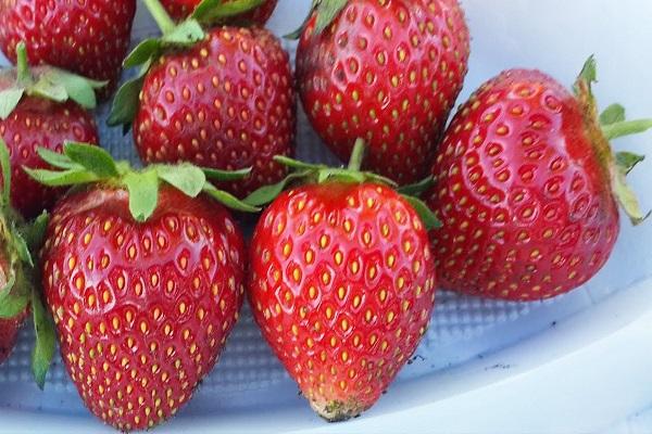strawberry Vityaz