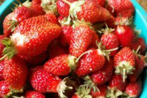 Description and characteristics of the Cinderella strawberry variety, planting and care