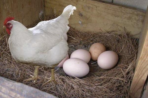 čerstvé vajcia