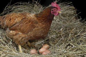 Når kyllinger begynder at lægge sig hjemme og varigheden af ​​ægproduktionen
