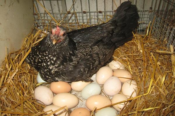 vištiena ant kiaušinių