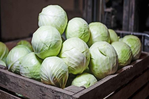 round heads of cabbage