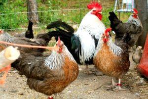 Περιγραφές των 15 καλύτερων φυλών κοτόπουλου κρέατος για αναπαραγωγή στο σπίτι