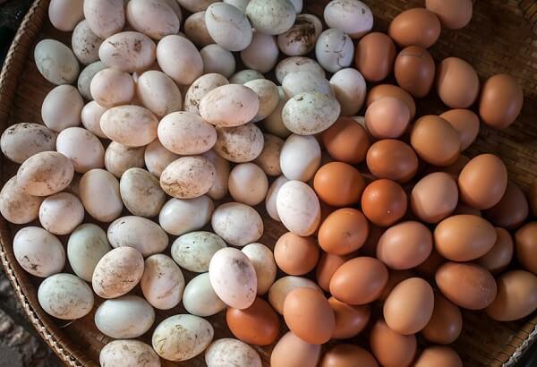 cuocere le uova in un'incubatrice