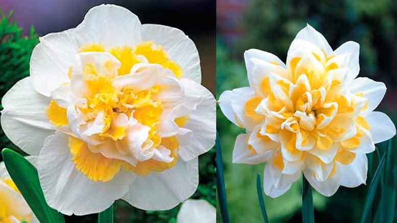 beautiful daffodils