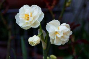 Narcizų vainikėlio veislės aprašymas, sodinimo schema ir priežiūra