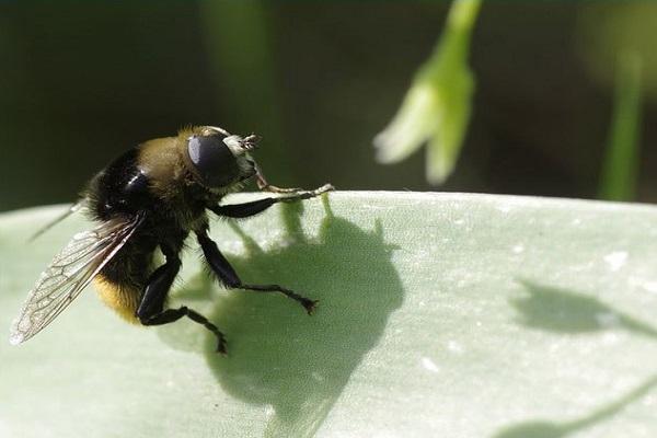 narcissus fly