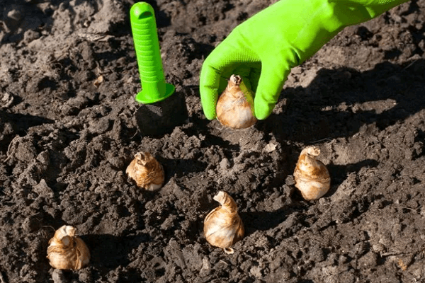 sadzenie cebul