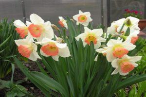 Περιγραφή της ποικιλίας Pink Charm daffodil, ημερομηνίες φύτευσης και κανόνες φροντίδας