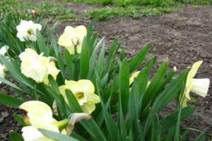 Mô tả về giống hoa thủy tiên vàng Pomponet ngọt ngào, quy tắc trồng và chăm sóc
