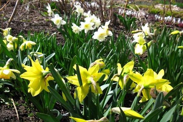 blooming daffodil