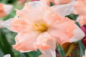 Περιγραφή και χαρακτηριστικά του Waltz daffodil, φύτευση και φροντίδα