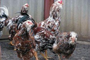 รายละเอียดและลักษณะของไก่ Oryol กฎการรักษาพันธุ์