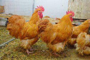Varietats i descripció de la raça de pollastre Orpington, normes de manteniment