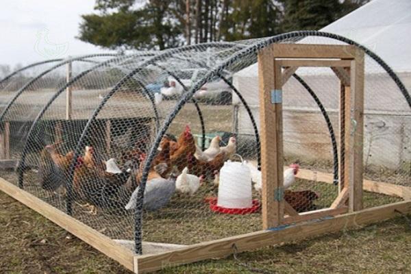 mesh chicken coop