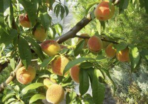 Merkmale und Beschreibung der gelben Pfirsichsorte Donezk, Pflanzung und Pflege