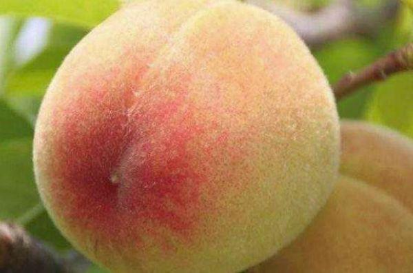 ripe peach