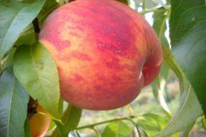 Beschreibung und Eigenschaften der Pfirsichsorte, Pflanzung und Pflege von Ambassador of Peace