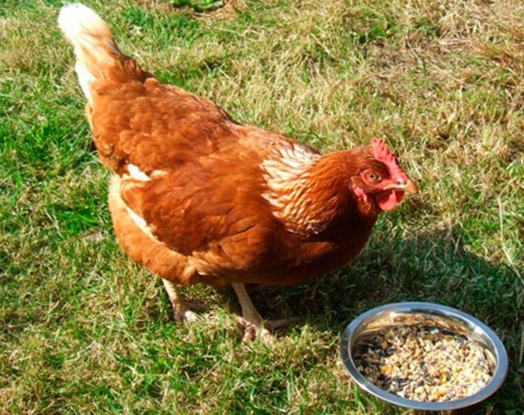 bärnsten kyckling