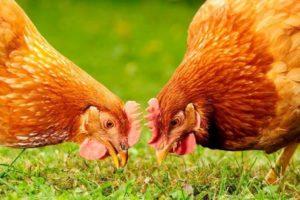 Beschrijving en kenmerken van het ras van Hisex bruine en witte kippen, onderhoudsregels