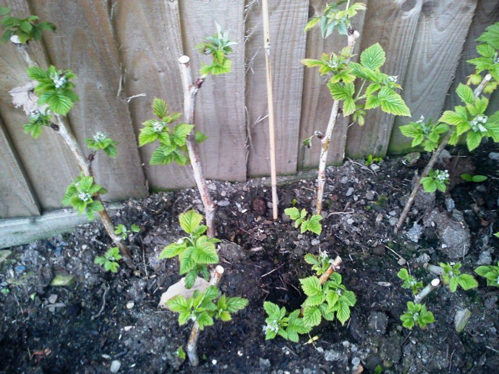 blackberry seedlings