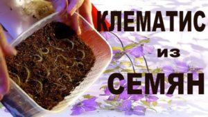 Clematis sėklų veisimo, sodinimo ir auginimo namuose metodai