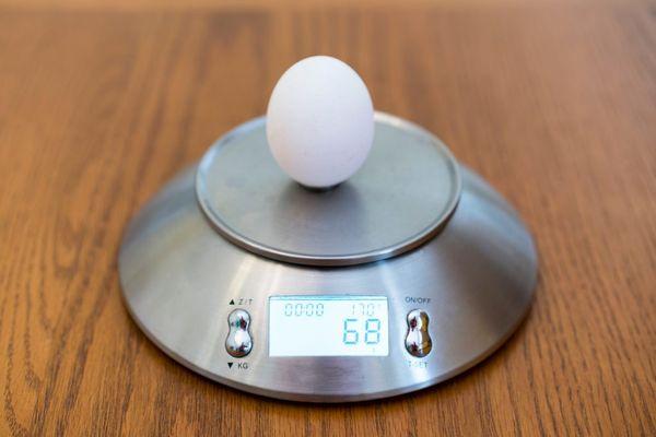 egg on scales