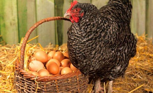 gà mái đẻ trứng