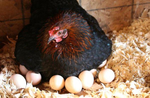 κοτόπουλο στα αυγά