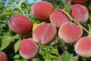 Mga paglalarawan ng 20 pinakamahusay na mga varieties ng mga Crimean peach at lumalagong mga patakaran